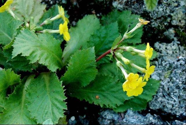 Primula kewensis